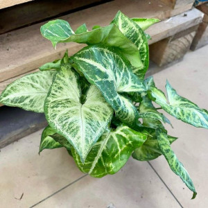 syngonium arrow zroślicha