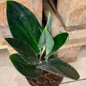 scindapsus treubii dark form