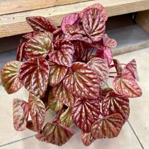 peperomia carpeta quito