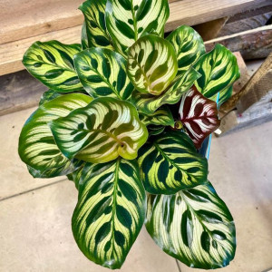 kalatea makoya • calathea makoyana