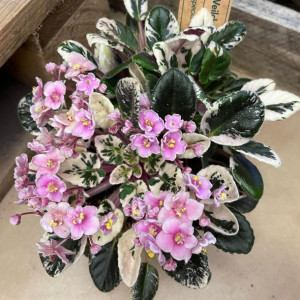 saintpaulia joys pink variegata FIOŁEK KOLEKCJONERSKI