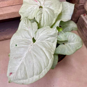 syngonium confetti milk rozmiar M