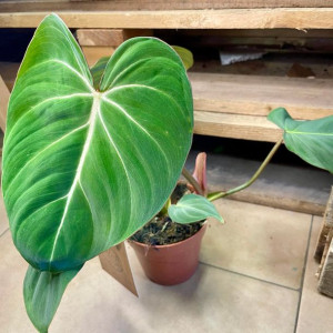 philodendron gloriosum - filodendron