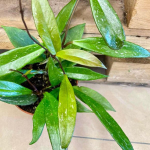 Hoya pubicalyx | hoja silver pink