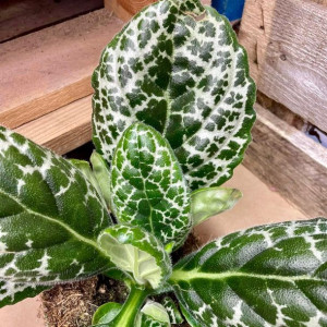 Streptocarpus 'Pretty Turtle' skrętnik