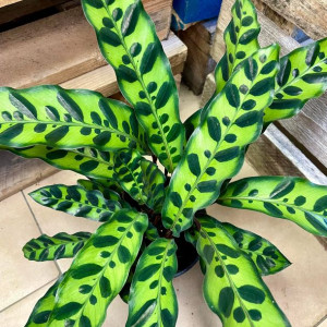 kalatea  lancetolistna    calathea lancifolia