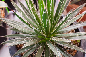 Agawa nitkowa  Agave filifera Agawa nitkowa P10