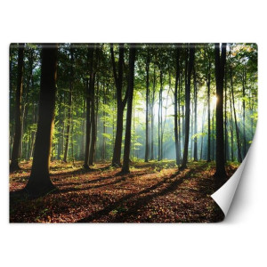 fototapeta, poranek w lesie - 450x315