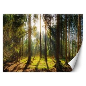 fototapeta, las w promieniach słońca - 100x70