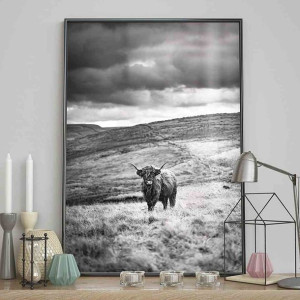 Poster/highland/cattle/40x50