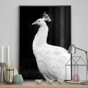 Poster/peacock/70x100
