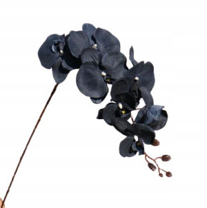 Orchidea Czerń Storczyk Phenelopsis 8 Kwiat. 105cm