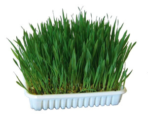KERBL Nasiona trawy dla kota, 100 g [83198]