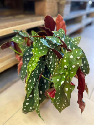 begonia  maculata 'wightii' | begonia maculata koralowa