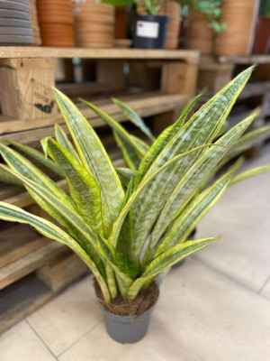 sansevieria aubrytiana lauren
