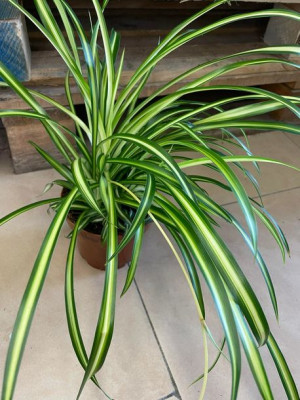 zielistka •  chlorophytum atlantic