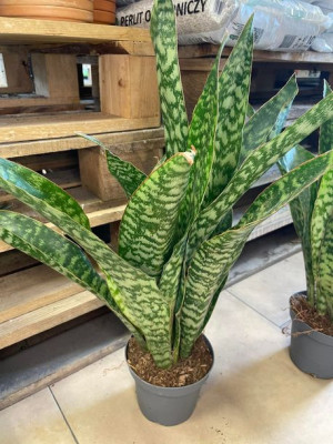 sansevieria aubrytiana  dragon 50 CM