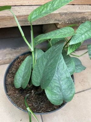Epipremnum Cebu Blue rozmiar M