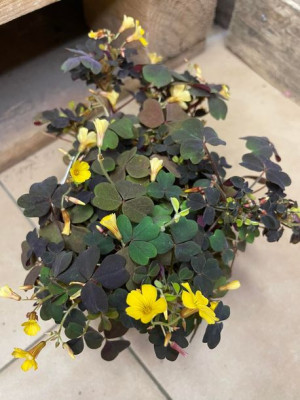 szczawik borodwy Oxalis bora