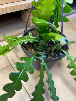 kaktus zygzak | Epiphyllum anguliger  z wieszakiem