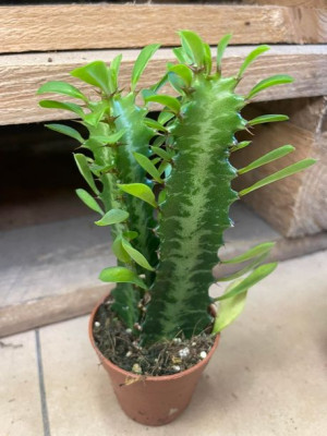 euphorbia trigona trójżebrowy | wilczomlecz