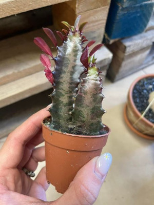 euphorbia trigona 'Rubra' | wilczomlecz
