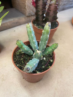 euphorbia niebieska