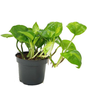 Epipremnum  pnące (Epipremnum pinnatum 'Global Green') 20cm