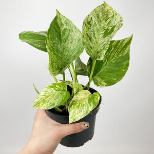 Epipremnum Marble Queen 20cm