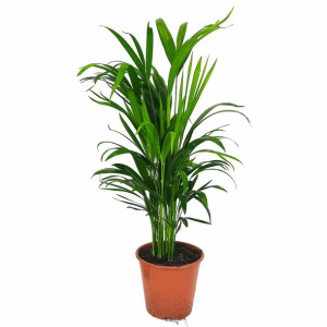 Palma Areka (Areca Dypsis) 70cm