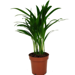 Palma Areka (Areca Dypsis) 40cm