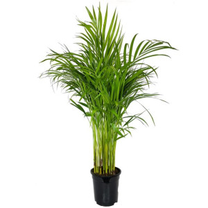 Palma Areka (Areca Dypsis) 100cm