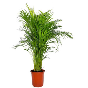 Palma Areka (Areca Dypsis) 140cm