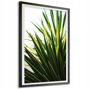 Plakat Dekoracyjny 30x40 Cm Palma Roślina Wzory