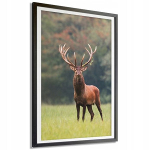 PLAKAT DEKORACYJNY 50x70cm Duży NATURA JELEŃ Wzory