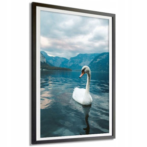 Plakat Dekoracyjny 50x70cm Łabędź Na Wodzie Wzory
