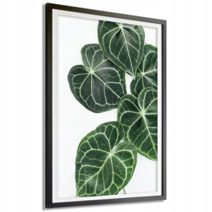 PLAKAT DEKORACYJNY 91x61 cm ANTURIUM Natura Wzory
