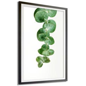 PLAKAT DEKORACYJNY 91x61cm Duży EUKALIPTUS Wzory
