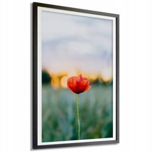 PLAKAT DEKORACYJNY 91x61cm Duży KWIAT MAKU Wzory