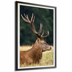 PLAKAT DEKORACYJNY 91x61cm Duży RYKOWISKO Wzory