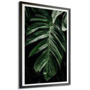 Plakat Dekoracyjny 91x61cm Monstera Natura Wzory