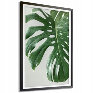 Plakat Dekoracyjny 91x61cm Xxl Liść Monstery Wzory