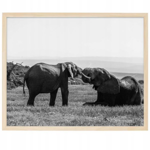 Plakat Obraz Duży 140x100cm Safari Słonie Wzory