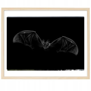 PLAKAT Poziomy Obraz 21x29,7 cm Nietoperz Wzory