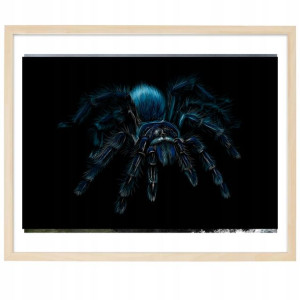 PLAKAT Poziomy Obraz 21x29,7cm Pająk Spider Wzory