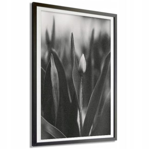 PLAKAT 140x100cm Tulipan Kwiat Czarno-Biały Wzory
