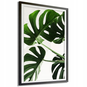 PLAKAT XXL 140x100cm Liście Monstera Roślina Wzory