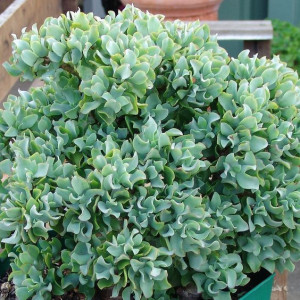Crassula Arborescens Grubosz Drzewiasty Sukulent