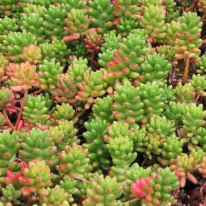 Sedum Rubrotinctum Aurora Różowy Sukulent