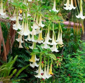 Brugmansia Sanguinea Datura Biała Anielskie Trąby